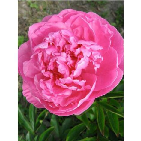 Pivoine de Chine 'Alexander Fleming' Pot de 3L/4L