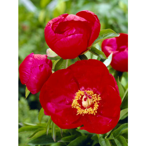 Pivoine de Chine 'Blaze' Pot de 3L/4L