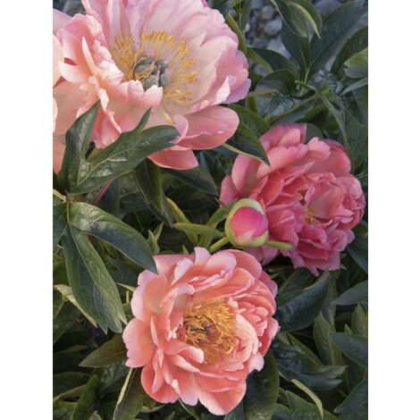 Pivoine de Chine 'Coral Charm' Pot de 3L/4L