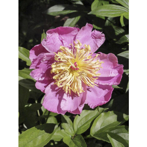 Pivoine de Chine 'Doreen' Pot de 3L/4L