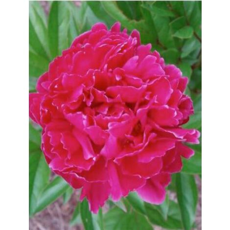 Pivoine de Chine 'Felix Crousse' Pot de 3L/4L