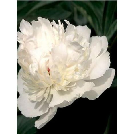 Pivoine de Chine 'Immaculée' Pot de 3L/4L