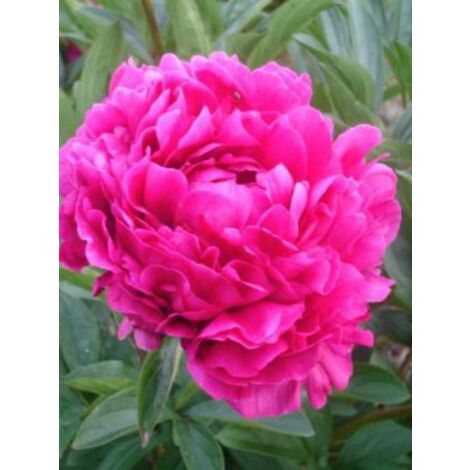 Pivoine de Chine 'Inspecteur Lavergne' Pot de 3L/4L