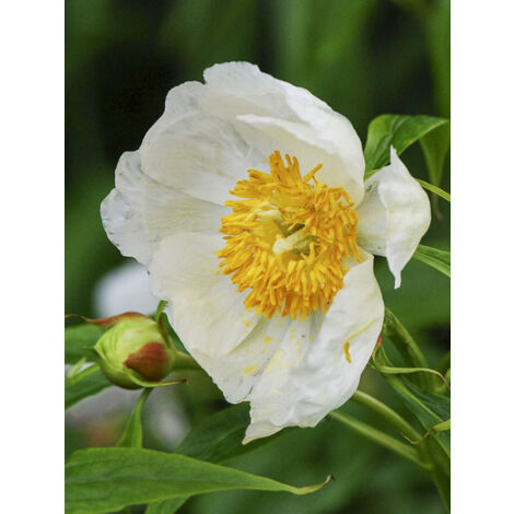 Pivoine de l'Himalaya 'Late Windflower' Pot de 3L/4L