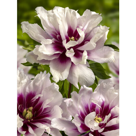 Pivoine Itoh 'Cora Louise' Pot de 3L/4L