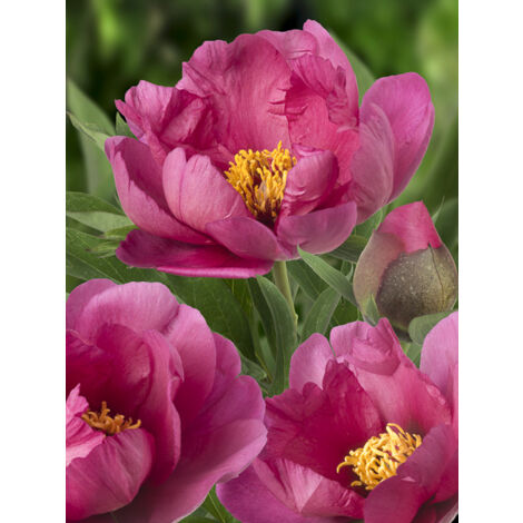 Pivoine Itoh 'Pink Ardour' Pot de 3L/4L