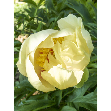 Pivoine Itoh 'Wiking Full Moon' Pot de 3L/4L