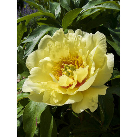 Pivoine Itoh 'Yellow Crown' Pot de 3L/4L