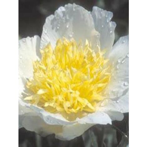 Pivoine japonaise 'Jan Van Leeuwen' Pot de 3L/4L