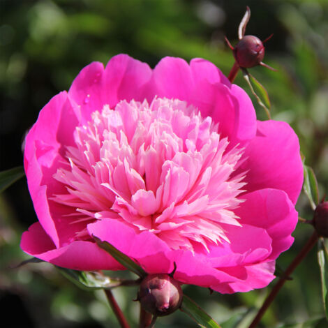 Pivoine lactiflora Madame Emile Debatène Pot de 3L/4L