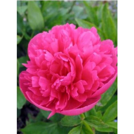 Pivoine officinale 'Rosea Plena' Pot de 12 cm / 13 cm