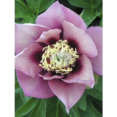 Pivoine 'Old Rose Dandy' Pot de 3L/4L