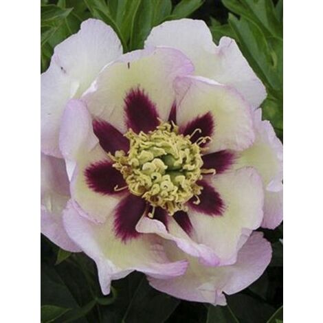 Pivoine 'Pastel Splendor' Pot de 2L/3L