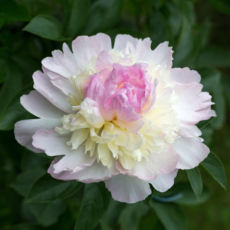 Pivoine Raspberry Sundae - Rose