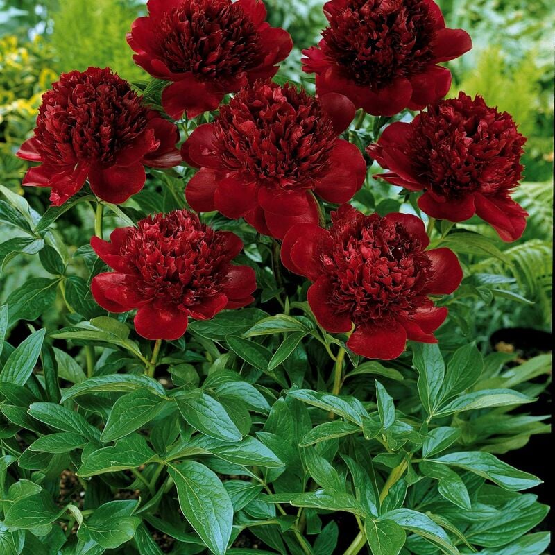 Pivoine Red Charm - Rouge
