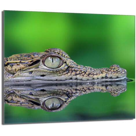Placa protectora de vidrio para la estufa 60x52 Cocodrilo