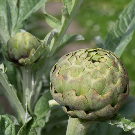 Plant artichaut vert de laon pot 1L – Bourgeons charnus et verts – Production française – Période de plantation : Printemps