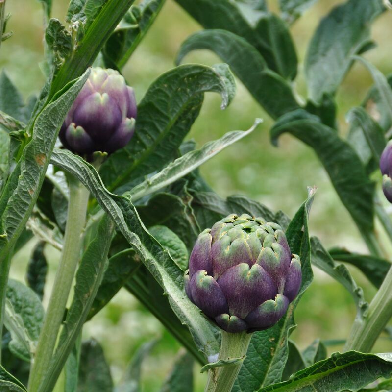 Plant Artichaut violet de provence pot 1L