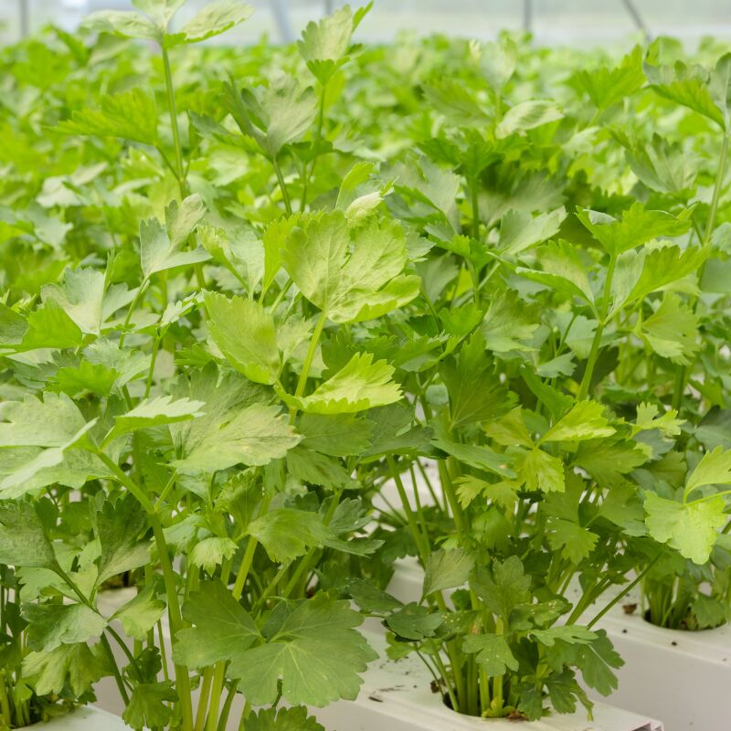 Plant Celeri vivace pot 1L