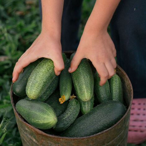 Plant Concombre Raider F1 Maraîcher Pot. . Marque : Serres Desrumaux. Réf. : 2CRAI105