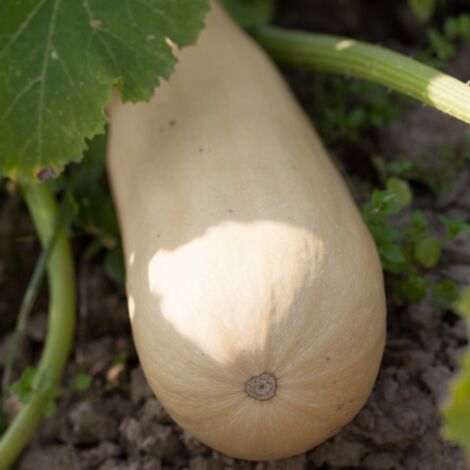 Plant Courgette blanche lorea en pot