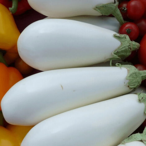 Plant d'aubergine Clara blanche/Godet
