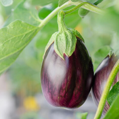 Plant d'aubergine Jewel Jet F1/Pot de 10.5 cm