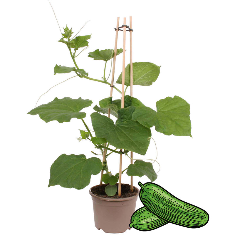 Exotenherz - Plant de concombre Snack Concombre - pour balcon et jardin - pot 14cm - légumes à emporter