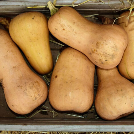 Plant de Courge Butternut Zenith HF1/Godet