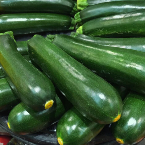 Plant de Courgette Astia HF1/Godet