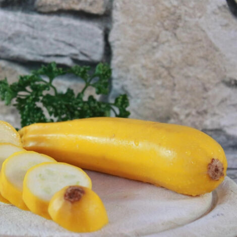 Plant de Courgette Lingodor HF1/Godet