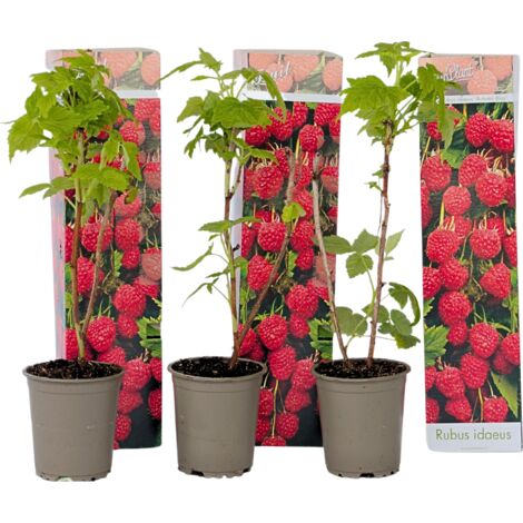 Plant de framboisier - Set de 3 - Framboisier - Pot 9cm - Hauteur 25-40cm
