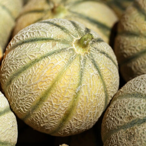 Plant de Melon Jerac HF1/Godet