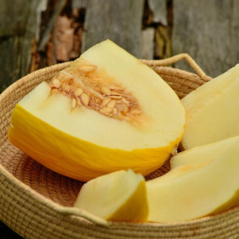 Plant de Melon Mangomel HF1/Godet