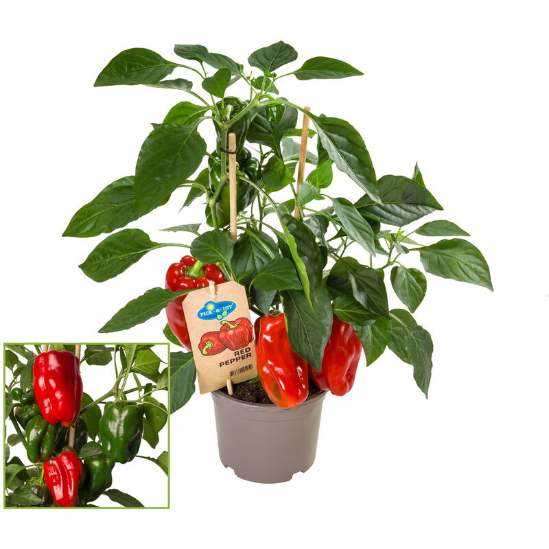 Exotenherz - Plant de paprika aux fruits rouges - pour balcon et jardin - pot de 14cm - légume à emporter
