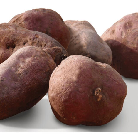 Plant de patate douce Beauregard/Godet