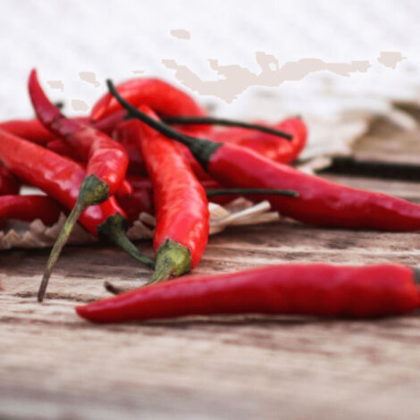 Plant de piment Doux des Landes Spadi/Godet
