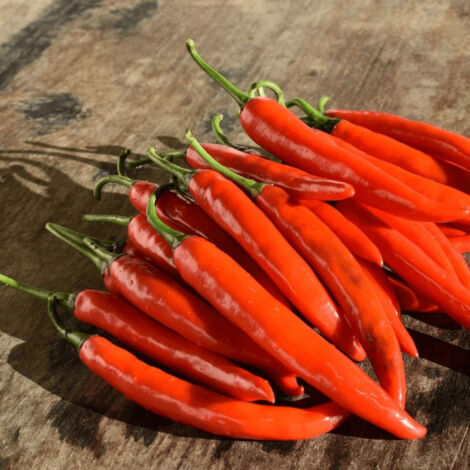Plant de piment Fuego/Godet