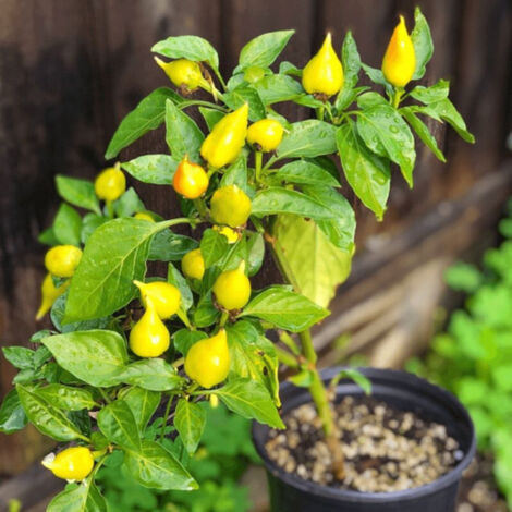 Plant de piment Goutte d'eau Button Yellow/Godet