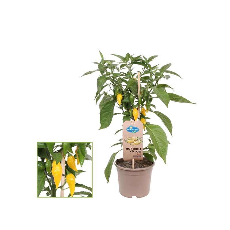 Plant de piment - piquant - pepperoni - poivrier pour balcon et jardin - pot 14cm - légumes à emporter