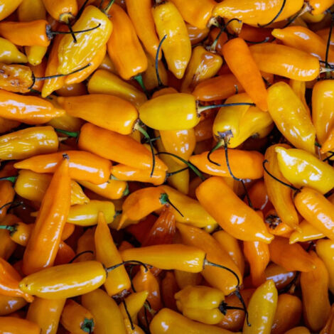 Plant de poivron Snackor Yellow/Godet