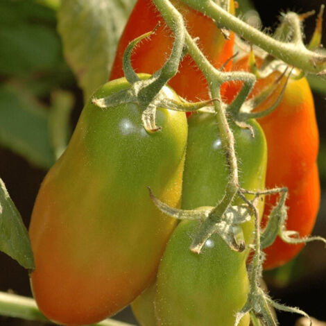 Plant de tomate Cornue des Andes/Godet