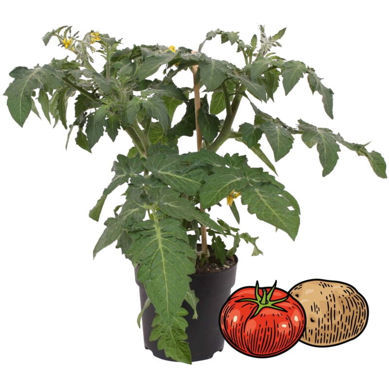Plant de tomate et pomme de terre - PotaTom - tomate et pomme de terre en un seul plant - pour balcon et jardin - pot de 14cm - légumes à emporter