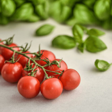 Plant de tomate Pépé F1 type Cerise/Lot de 3 godets