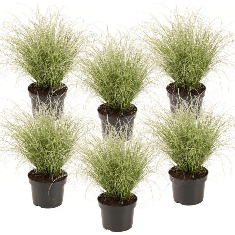 Carex 'Brume amazonienne' - Set de 6 - Pot 10,5 - Hauteur 15-25cm - Vert