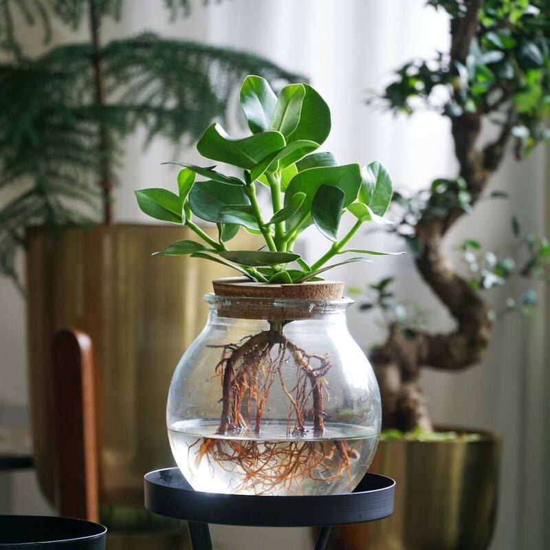 Plant In A Box - Clusia en verre - Hydroponique - Plante d'intérieur dans l'eau - Vert