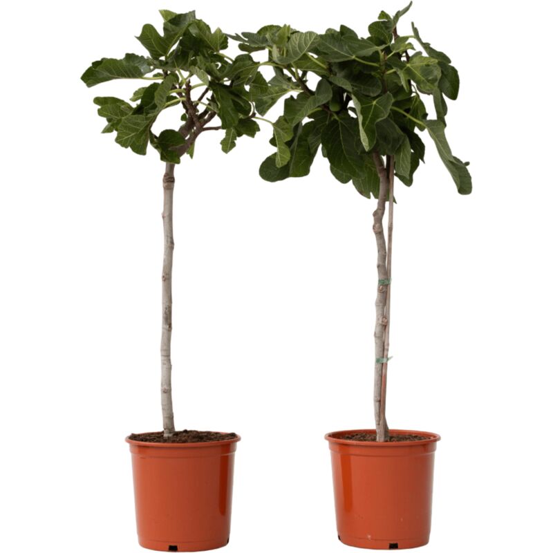Plant In A Box - Figuier de Barbarie - Set de 2 - Ficus Carica - Hauteur 70-90cm - ⌀21cm