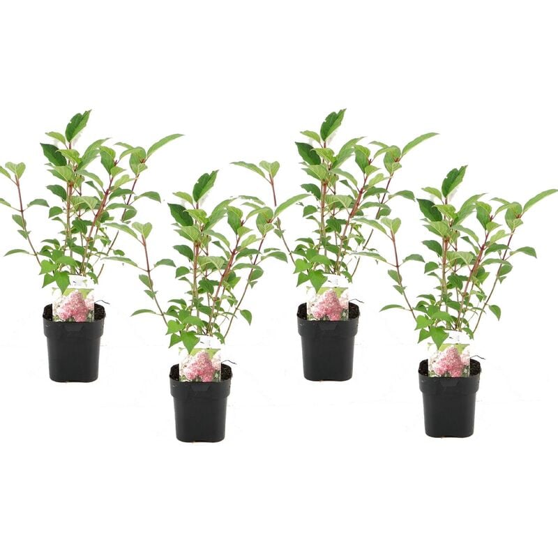 Plant In A Box - Hydrangea paniculata 'Diamant' - Hortensia - Lot de 4 - Pot 17cm - Hauteur 30cm - Rose
