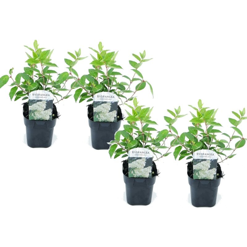 Plant In A Box - Hydrangea paniculata 'Grandiflora' - Hortensia - Set de 4 - Pot 17cm - Blanc