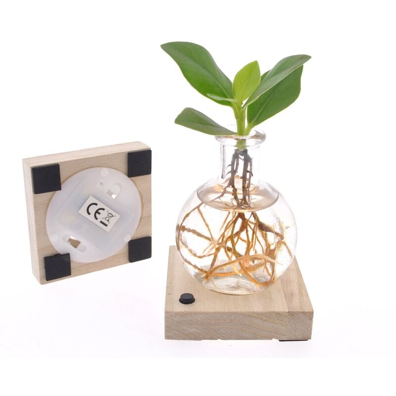 Plant In A Box - led mini clusia - Culture hydroponique - Plante dans l'eau - Vert